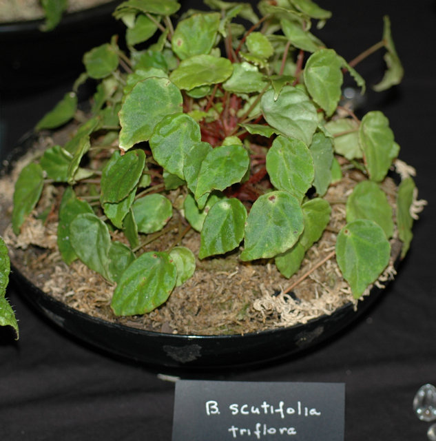 B. triflora var. triflora